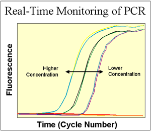 Lightcycler Real Time Pcr